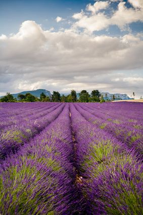 Field of lavender in Provence, South of France