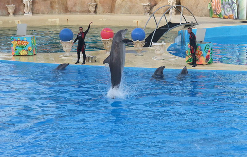 Dolphins at Marineland