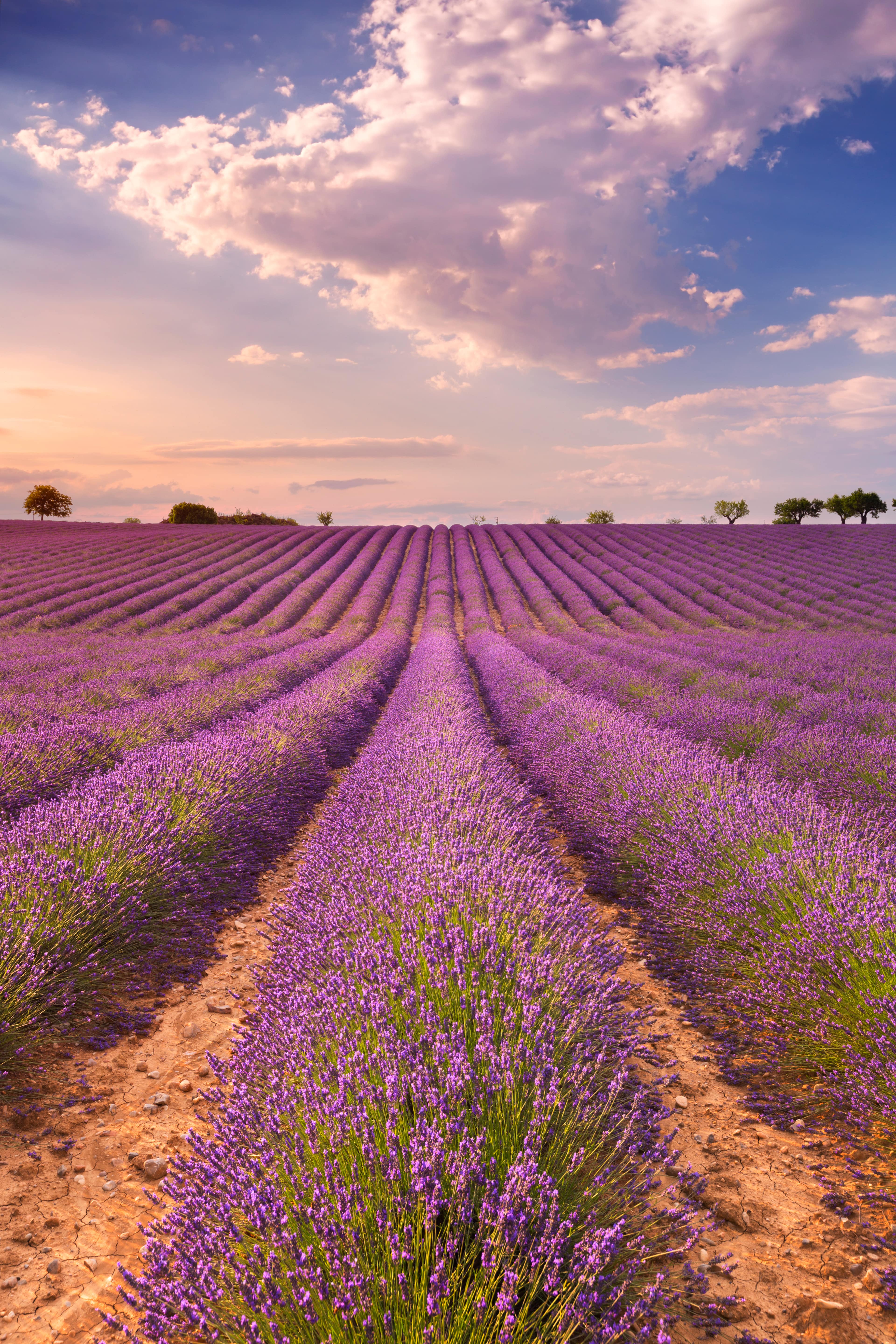 tgv lyria field of lavender in provence, south of france