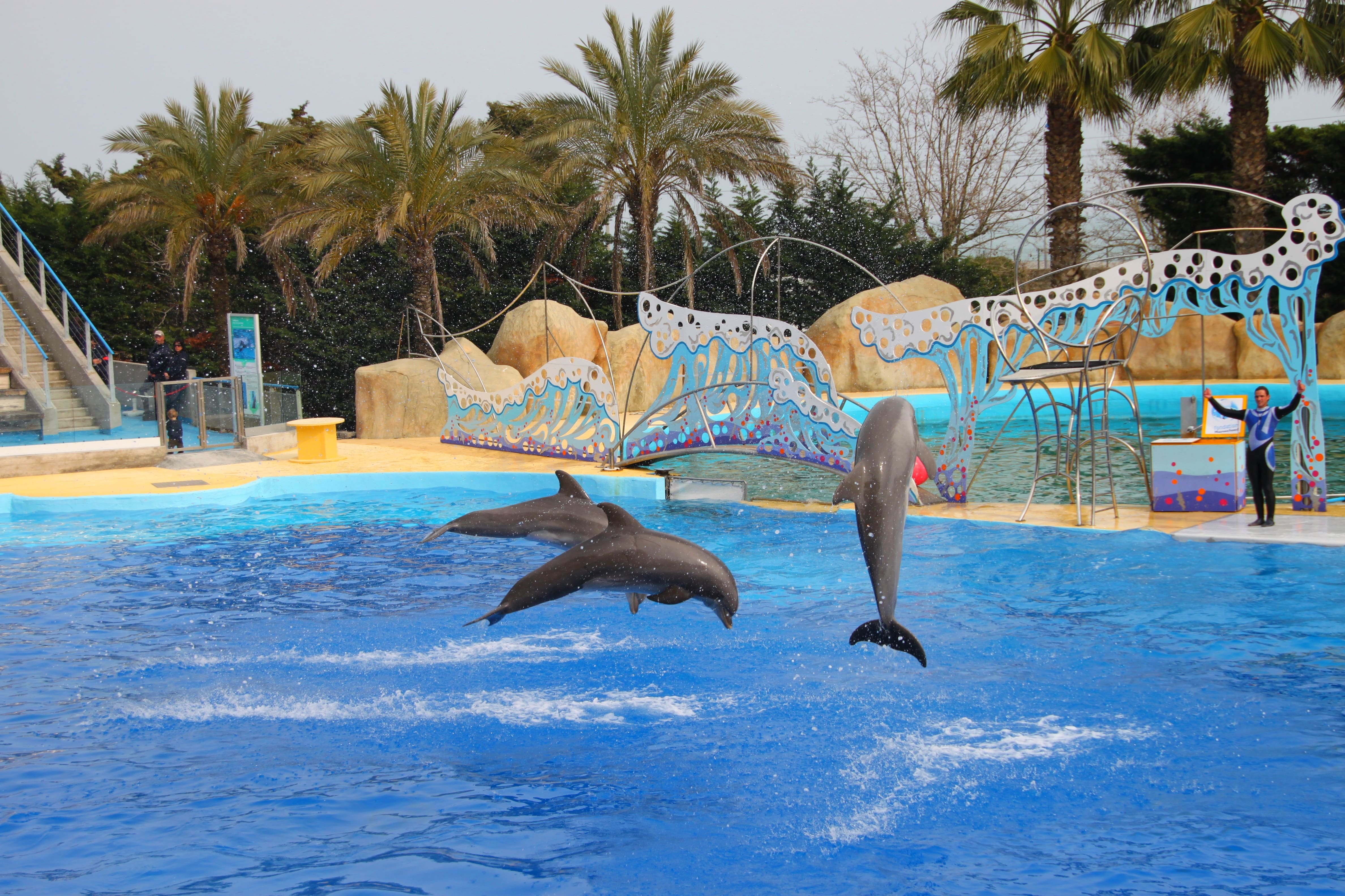 tgv lyria dolphins at marineland