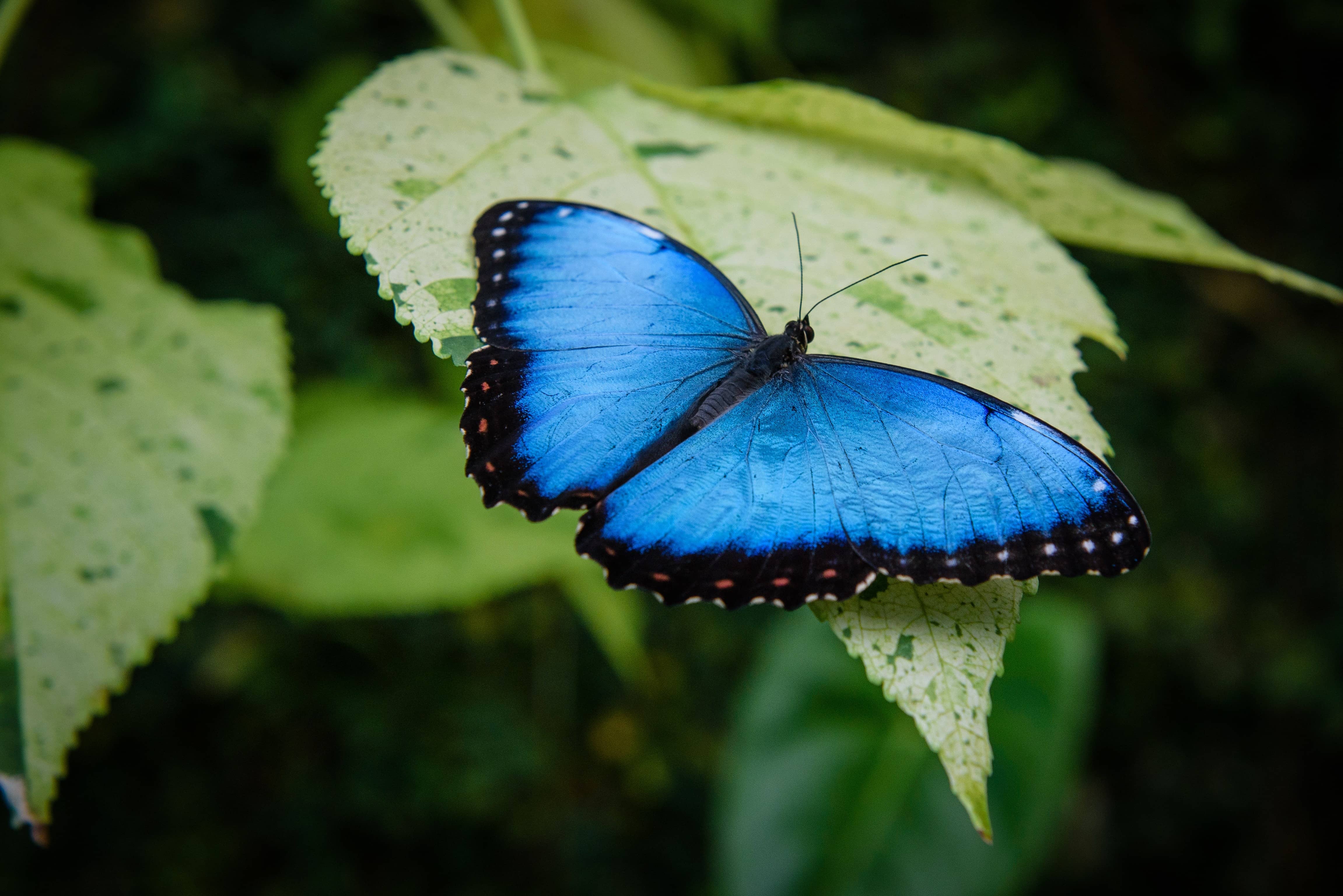 tgv lyria butterfly in switzerland