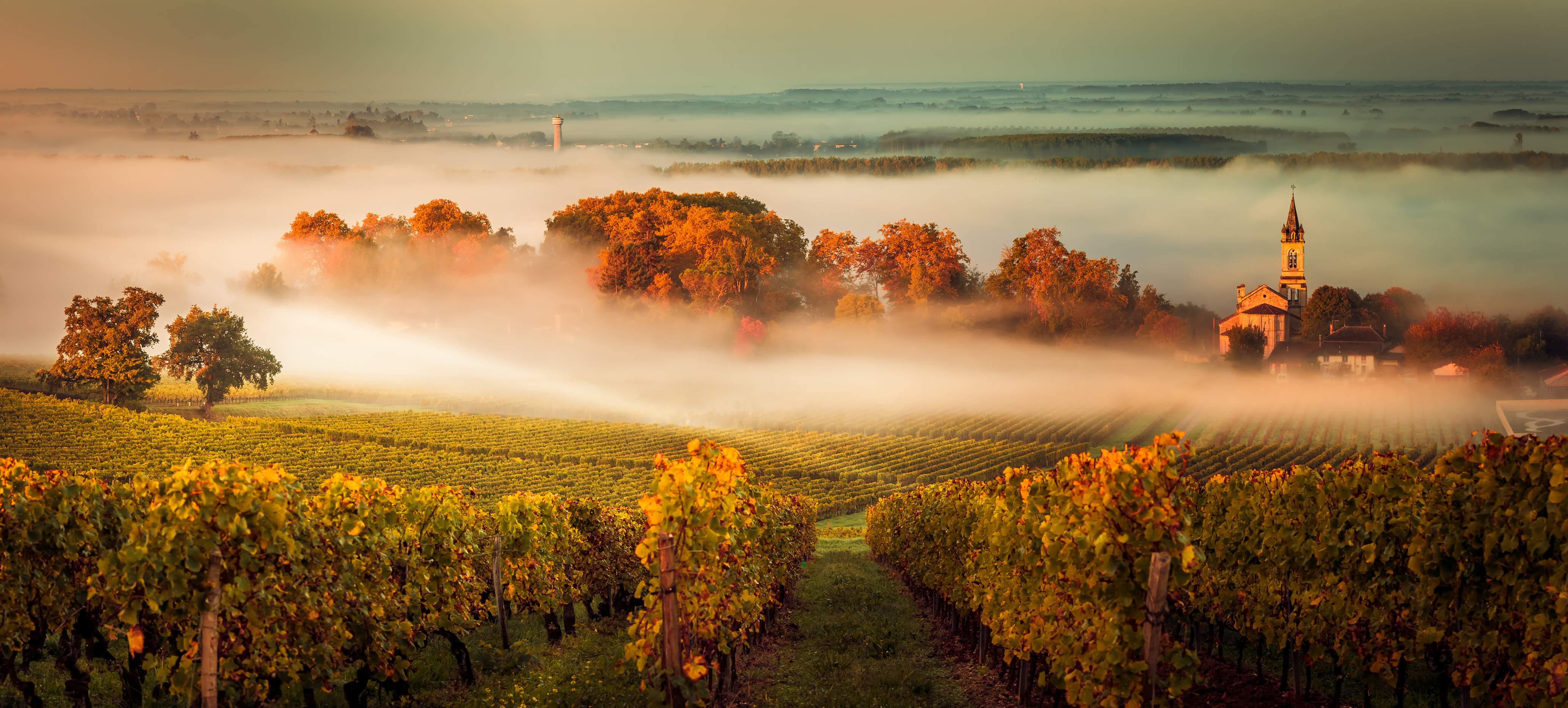 [image]Couché de soleil sur un vignoble à Bordeaux