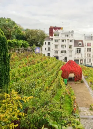 La Fête des Vendanges de Montmartre