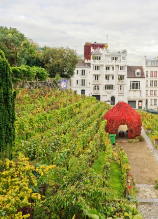La Fête des Vendanges de Montmartre