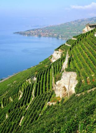 Visit Lausanne and its beautiful nature, vineyards, lake