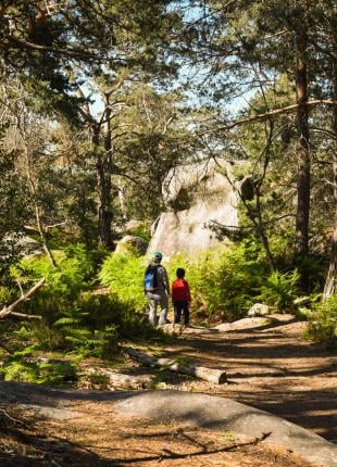 tgv lyria hiking fontainebleau woods paris
