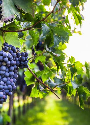 Vignes vignoble
