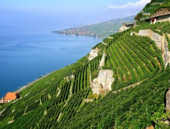 Visit Lausanne and its beautiful nature, vineyards, lake