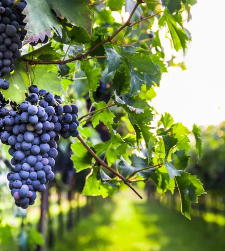 Vignes vignoble