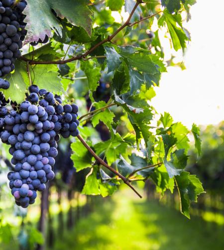 Vignes vignoble